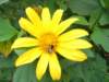 Heliopsis